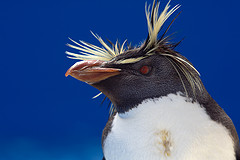 Rockhopper